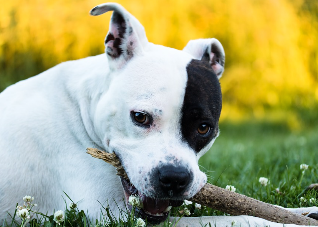 #45. American Staffordshire terrier (tie)